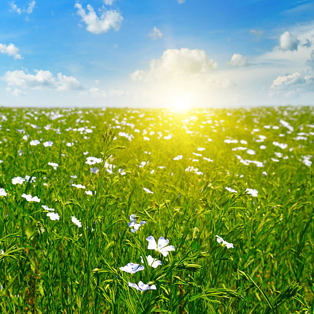 istock field with flowering flax and sky 576723608