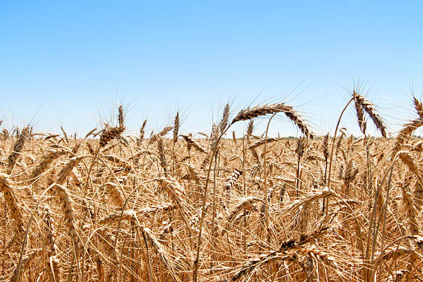 istock Ripe golden wheat isolated on sky 576724254