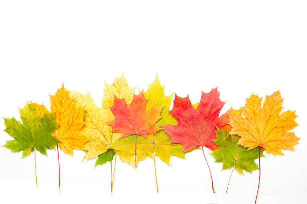 istock autumn fallen maple leaves isolated on white 576724462