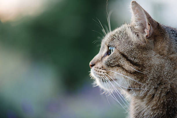 istock Cat portrait close up, only head crop, 576724596