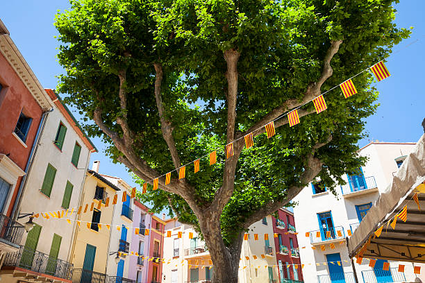 Market square with old plane tree and colorful surrounding buildings, Collioure, France