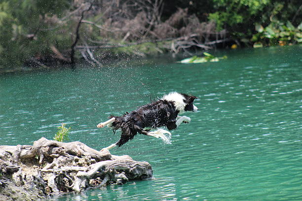 犬 - austrailian ストックフォトと画像