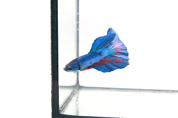 istock Blue siamese fishing fish on white background 576726702
