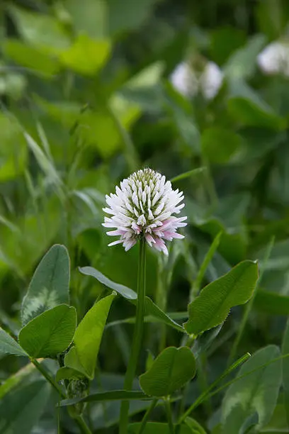 White Dutch clover Trifolium repens. Flower of the clover. Trifolium Repens L.