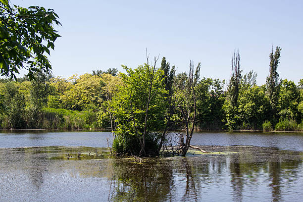 istock beautiful view of a pond with reflections 576727126