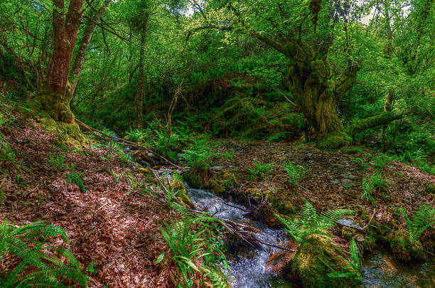 istock Forest of ancient trees and stream 576727338