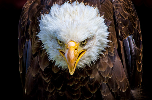 An immature, Bald Eagle looks sternly to the side.  The photo is a close-up of his head and shoulders.  He was injured and now is part of an educational program.