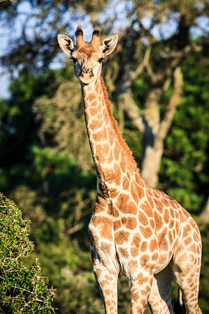 istock Giraffe portrait on a savanna 576728840