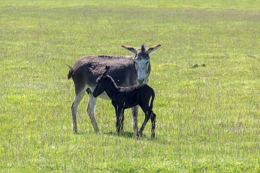 donkey mom and son on grass