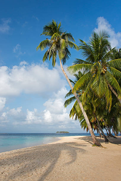 istock Coconut palm trees on a white sandy beach 576729438