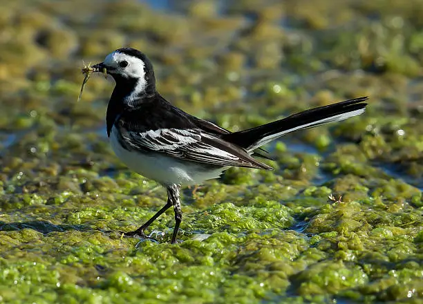 Pied wagtail on the lake.