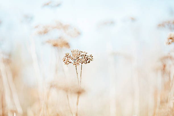 White golden plants