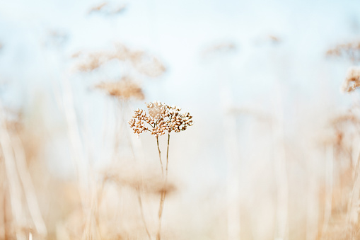 Dry wildflower in meadow
