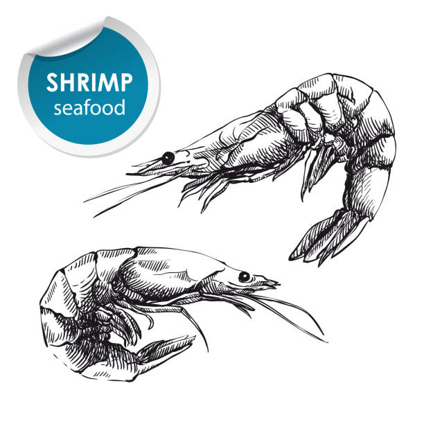 two raw shrimp two raw shrimp. hand drawn sketches on a white background prawn animal stock illustrations