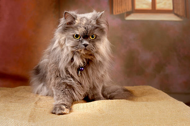 Cute brownish persian cat (pure bred) posing (studio shot) Lovely brownish persian cat (pure bred) posing (studio shot). Staged photography. Painted background simulating a window. Shot with Canon EOS 5D. Horizontal format. silver dun stock pictures, royalty-free photos & images