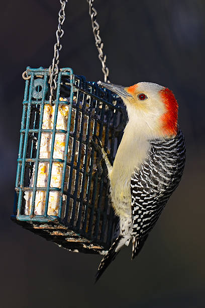 istock Red-bellied Woodpecker On Suet Feeder 576731250