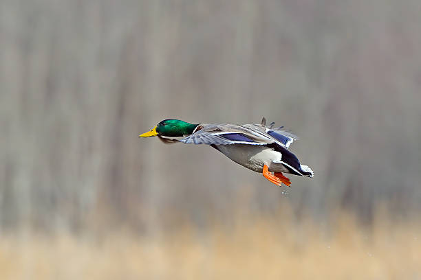 istock Male Mallard Duck in Flight 576731352