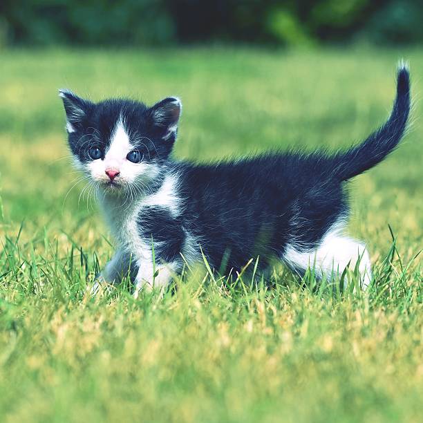 istock Beautiful small kitten with blue eyes. 576731460