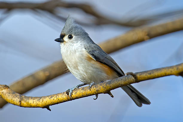 cincia di albero dai ciuffi - tufted tit foto e immagini stock