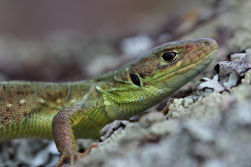 Head of young European green lizard. Closeup