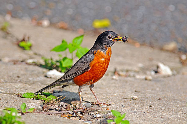 istock American Robin  with Berry 576731896