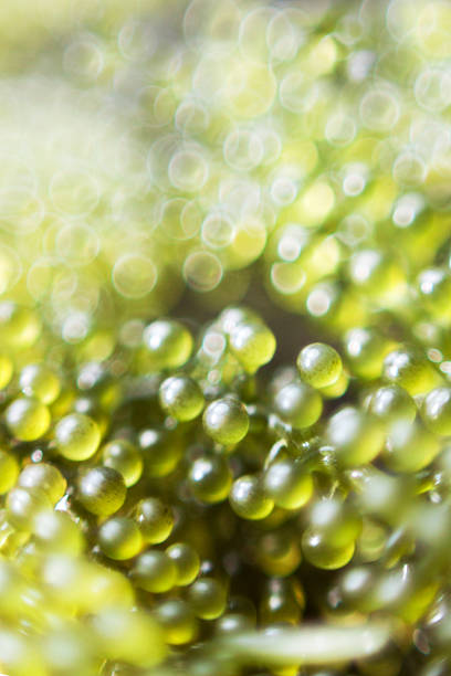 istock bokeh green light out of focus 576732600