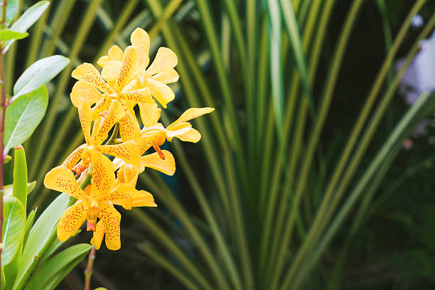 istock orchids,orchids purple ,orchids purple Is considered 576732802