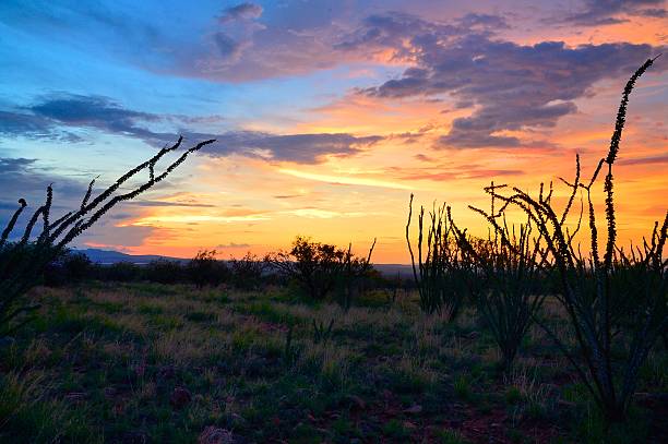 istock Sornoran Sunset With Ocotillo 576732856