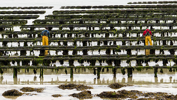Lilia,France - June 23, 2016: These oyster beds are exposed at low tide just off the beach at Lilia in Brittany and are serviced by men that turn them over regularly and get to them by tractor. The oysters are in the sacks on these frames and are exposed for several hours at low tide only.