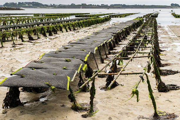 Oyster beds at Lilia Plouguerneau in Brittany stock photo