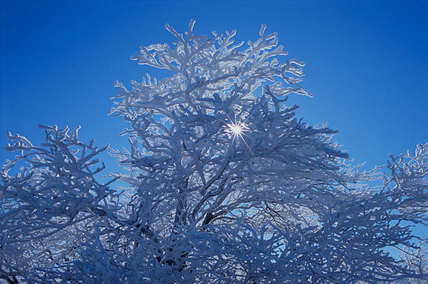 This is an oak tree covered with frost taken one winter day on the west end of Mount Magazine, Arkansas' highest mountain at 2,753 feet.