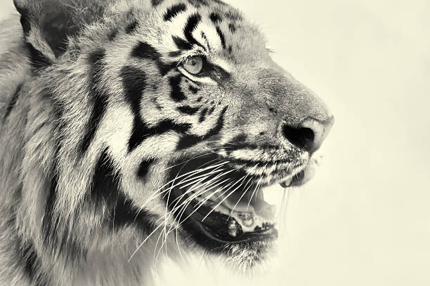 злая лицо королевский бенгальский тигр, пантера tigris, индия - tiger animal endangered species human face стоковые фото и изображения