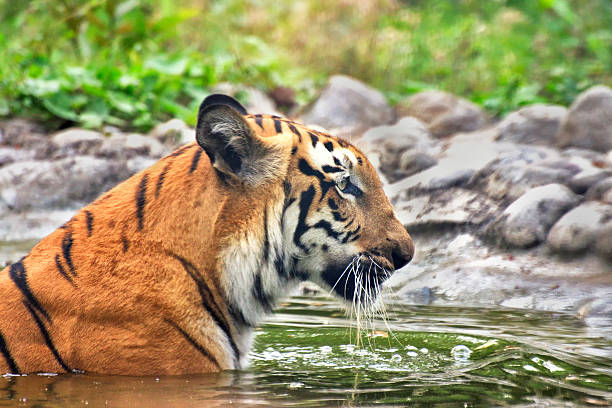 tigre real de bengala, panthera tigris, tomando banho na água, índia - tiger roaring danger power - fotografias e filmes do acervo