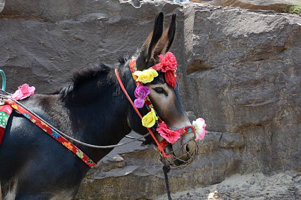 Donkey at the Hukou Waterfall, the largest waterfall on the Yellow River, and the second largest waterfall in China, located at the intersection of Shanxi Province and Shaanxi Province.