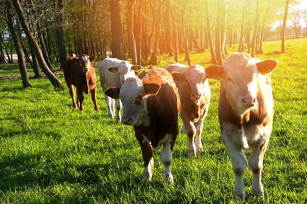 Cows grazing on a pasture