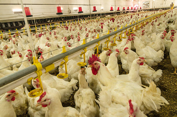 istock Modern chicken farm, production of white meat. 576736468
