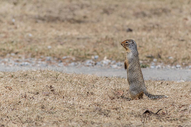 istock Columbian Ground Squirrel Standing at Attention 576737224