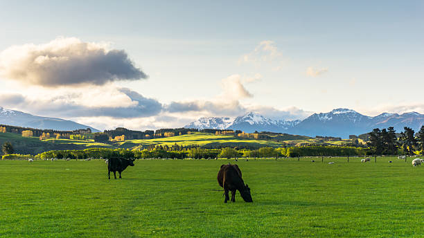 istock Cattle Farm, New Zealand 576737914