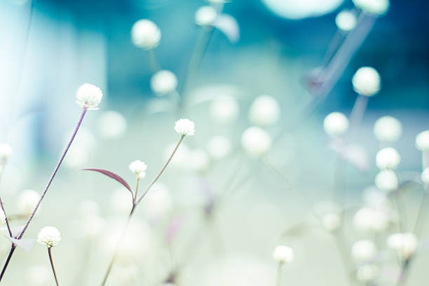 sfondo floreale - nature close up full frame macro foto e immagini stock