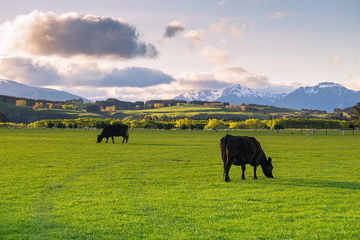 Cattle farm under an afternoon sky, south island, New Zealand