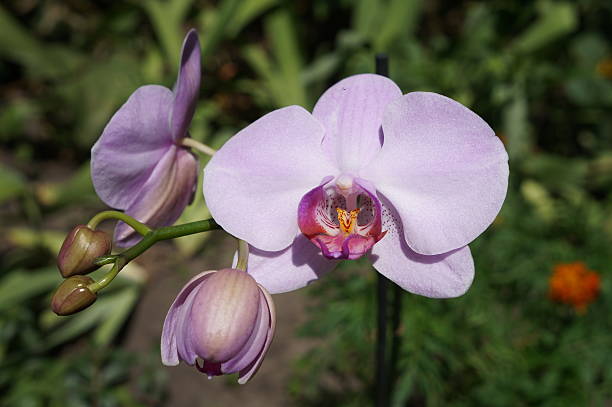 Orchidee phalaenopsis 'Mosella' pale violet flowers and buds Orchidee phalaenopsis 'Mosella' pale violet flowers and buds phalaenopsis orchidee stock pictures, royalty-free photos & images