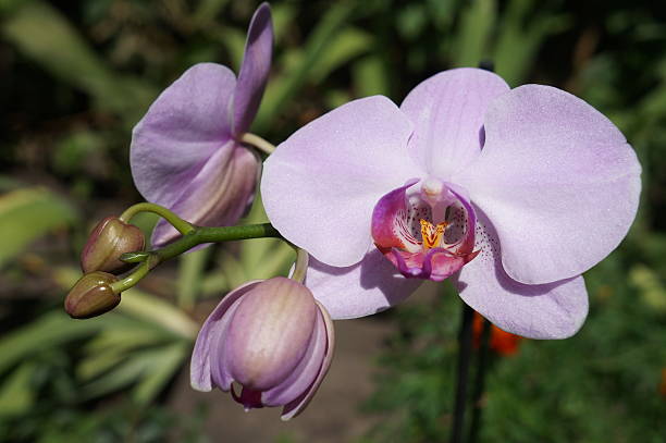 Orchidee phalaenopsis 'Mosella' pale violet flowers and buds Orchidee phalaenopsis 'Mosella' pale violet flowers and buds phalaenopsis orchidee stock pictures, royalty-free photos & images