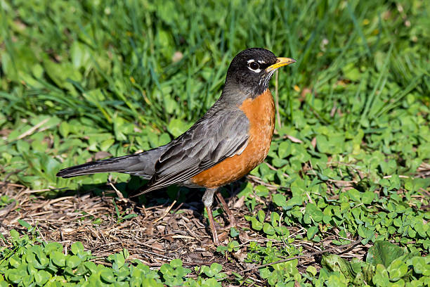 istock American Robin in the Grass 576739318