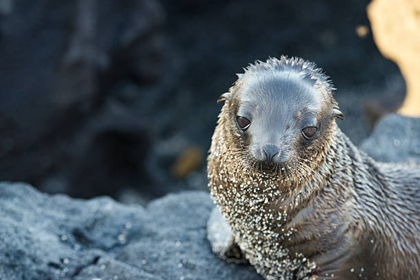 istock Galapagos Sea Lion Pup 576739696