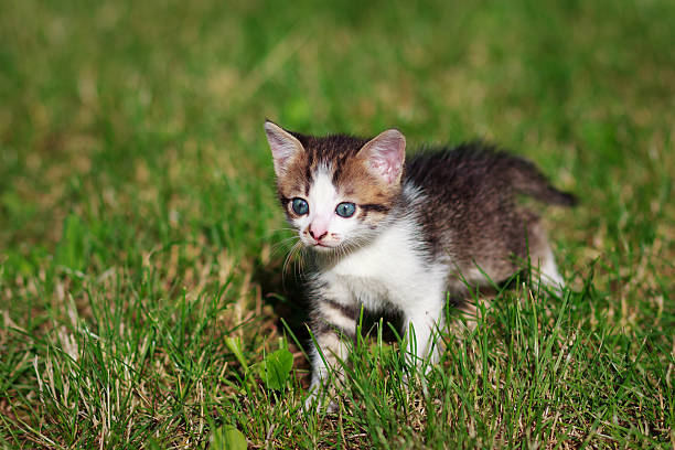 istock brown and white  cat playing on the lawn 576740016