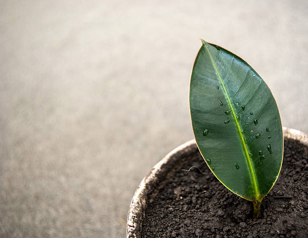 istock Leaf Ficus in a flower pot 576740106