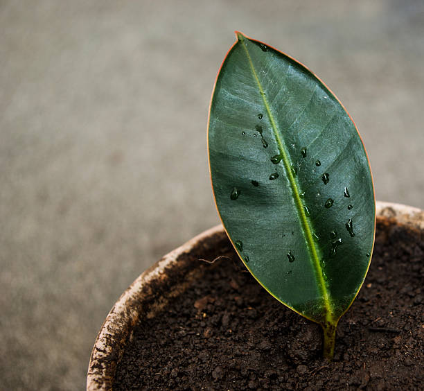 istock Leaf Ficus in a flower pot 576740200