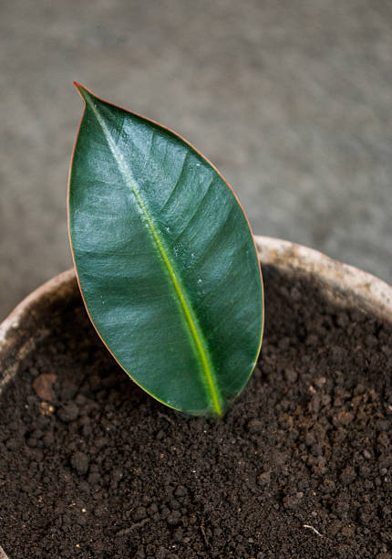 istock Leaf Ficus in a flower pot 576740516