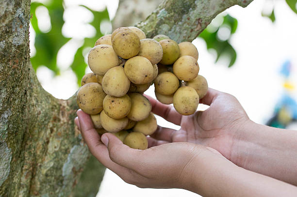 istock Hands and Thai lanzones 576740584