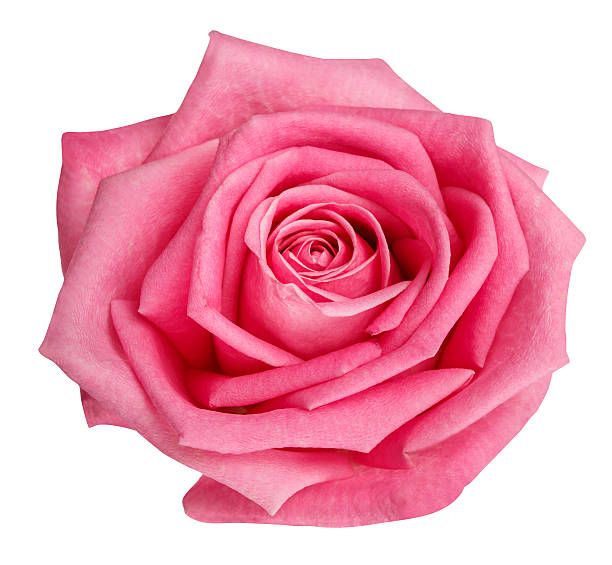 istock pink rose head isolated  on white  background 576740634